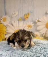 Pac-Man, a male Yorkshire Terrier for sale in Ripley, MS – 5 of 10