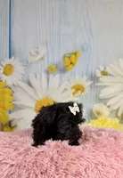 Minnie, a female Morkie for sale in Ripley, MS – 2 of 10