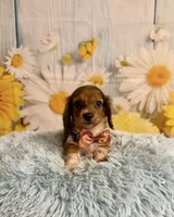 Tucker, a male Miniature Dachshund for sale in Ripley, MS – 3 of 7