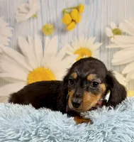 Ryder, a male Miniature Dachshund for sale in Ripley, MS – 7 of 10