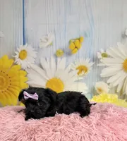 Lulu, a female Morkie for sale in Ripley, MS – 7 of 10