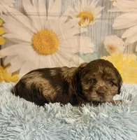 Bojangles , a male Cocker Spaniel for sale in Ripley, MS – 7 of 10