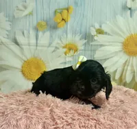 Aurora, a female Cocker Spaniel for sale in Ripley, MS – 7 of 7