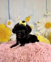 Lady, a female Miniature Aussiedoodle for sale in Ripley, MS – 7 of 8