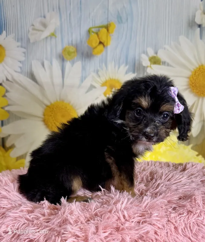 Dolly – Aussiedoodle puppy for sale in Ripley, MS
