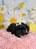 Kate, a female Miniature Schnauzer for sale in Ripley, MS – 6 of 10