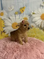 Jill, a female Yorkipoo for sale in Ripley, MS – 2 of 7