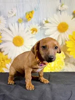 Rolo, a male Chihuahua and Miniature Dachshund for sale in Ripley, MS – 6 of 7