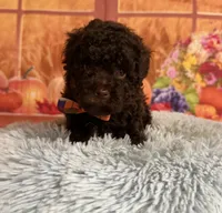 Knox, a male Poodle - Toy  for sale in Ripley, MS – 6 of 6