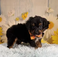 Bandit , a male Aussiedoodle for sale in Ripley, MS – 2 of 10