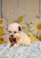 Theo, a male Poodle - Toy  and Poodle - Miniature  for sale in Ripley, MS – 4 of 8