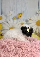 Fancy, a female Poodle - Toy  and Poodle - Miniature  for sale in Ripley, MS – 7 of 9