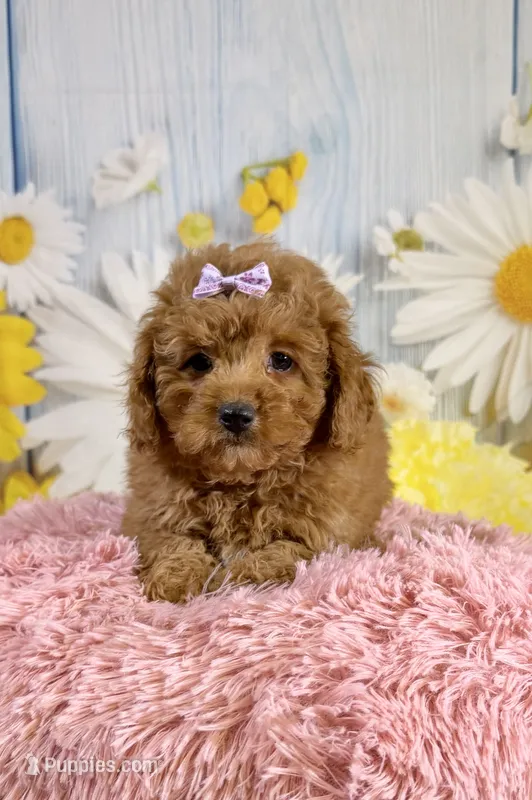 Ava – Miniature Aussiedoodle puppy for sale in Ripley, MS