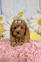 Ava, a female Miniature Aussiedoodle for sale in Ripley, MS – 1 of 5