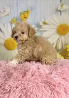 Honey , a female Poodle - Toy  for sale in Ripley, MS – 10 of 10