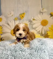Otis, a male Miniature Goldendoodle for sale in Ripley, MS – 10 of 10