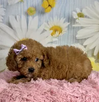 Daisy , a female Poodle - Miniature  for sale in Ripley, MS – 5 of 10