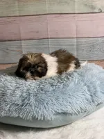 Frank, a male Shih Tzu for sale in Ripley, MS – 5 of 10
