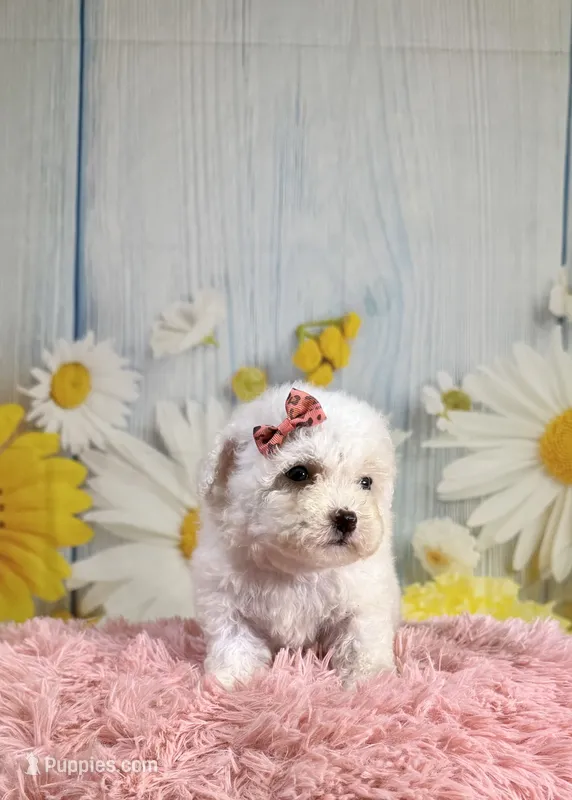 Pearl – Poodle - Toy , Poodle - Miniature  puppy for sale in Ripley, MS