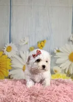 Pearl, a female Poodle - Toy  and Poodle - Miniature  for sale in Ripley, MS – 1 of 9