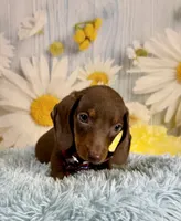 Rusty, a male Miniature Dachshund for sale in Ripley, MS – 2 of 6