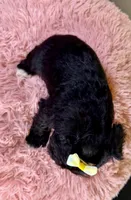 Nova , a female Miniature Schnauzer for sale in Ripley, MS – 3 of 6