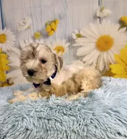 Odie, a male Miniature Schnauzer for sale in Ripley, MS – 3 of 8