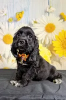Ace, a male Cocker Spaniel for sale in Ripley, MS – 4 of 7
