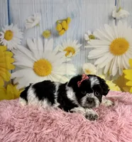 Raya, a female Shihpoo for sale in Ripley, MS – 4 of 10