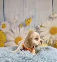 Arlo, a male Cocker Spaniel for sale in Ripley, MS – 7 of 10