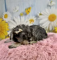 Bree, a female Miniature Schnauzer for sale in Ripley, MS – 3 of 10