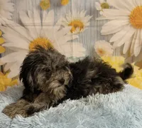 Jack, a male Cavapoo for sale in Ripley, MS – 2 of 6
