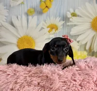 Star, a female Miniature Dachshund for sale in Ripley, MS – 6 of 6