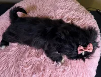 Roxie, a female Pekingese and Shih Tzu for sale in Ripley, MS – 2 of 7