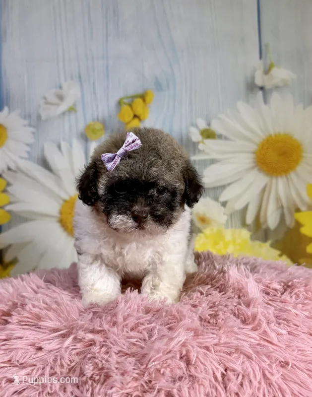     Violet – Poodle - Toy  puppy for sale in Ripley, MS