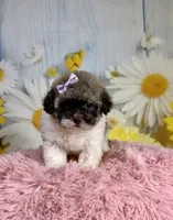     Violet, a female Poodle - Toy  for sale in Ripley, MS – 1 of 10