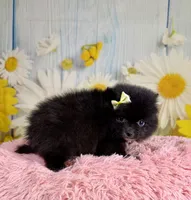 Ember, a female Pomeranian for sale in Ripley, MS – 4 of 7