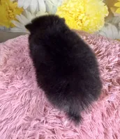 Ember, a female Pomeranian for sale in Ripley, MS – 6 of 7