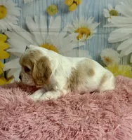 Sandy, a female Cocker Spaniel for sale in Ripley, MS – 2 of 8