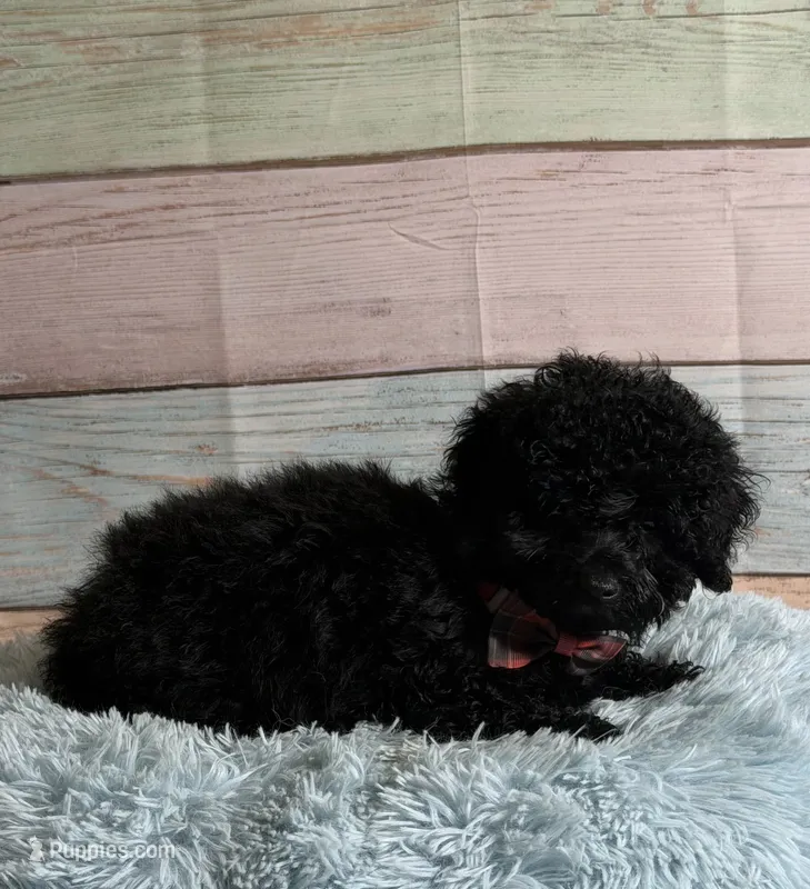 Nigel – Poodle - Toy  puppy for sale in Ripley, MS