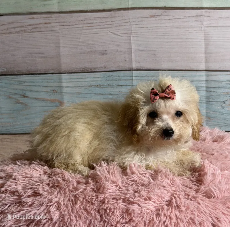 Winnie – Poodle - Toy  puppy for sale in Ripley, MS