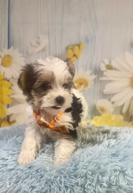 Jasper – Yorkshire Terrier puppy for sale in Ripley, MS