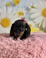 Star, a female Miniature Dachshund for sale in Ripley, MS – 5 of 6