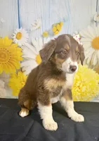 Mae mae, a female Australian Shepherd for sale in Ripley, MS – 2 of 6