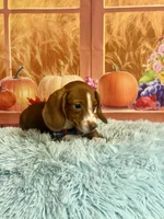 Ray, a male Miniature Dachshund for sale in Ripley, MS – 4 of 8