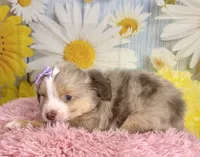Isla, a female Miniature Australian Shepherd for sale in Ripley, MS – 7 of 7