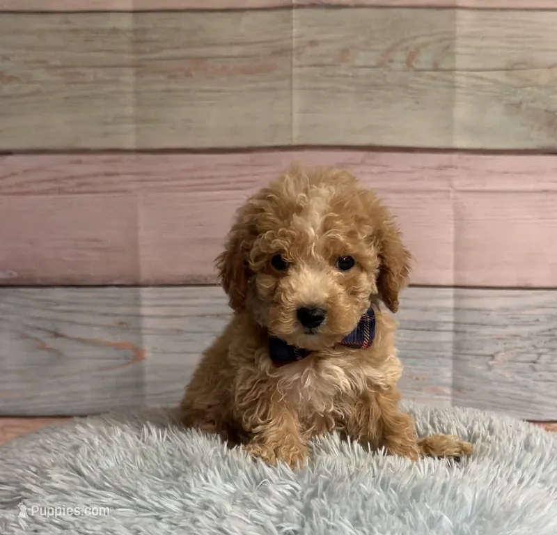 Arlo – Poodle - Toy  puppy for sale in Ripley, MS