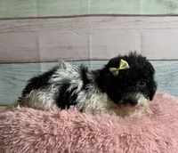 Cookie, a female Poodle - Toy  for sale in Ripley, MS – 5 of 7