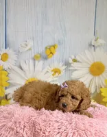 Daisy , a female Poodle - Miniature  for sale in Ripley, MS – 7 of 10