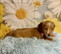 Todd, a male Miniature Dachshund for sale in Ripley, MS – 8 of 10